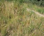 Swale after constrcution, without maintenace appplied - credit antal zuurman
