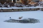Pond during winter ©Johanna Sörensen