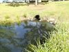 Outflow, notice the clear water.