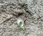 A frog and a shell nearby the Mahiga Creek