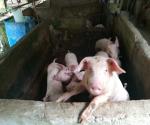 Pigs from the piggery nearby the river