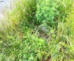 Fieldvisit 6 july of 2012 - inventory poor permeability - credit by Antal Zuurman