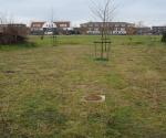 Swale with trees, drains en open overflow to surfacewater - credit Antal zuurman