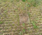 Swale with trees, drains en open overflow to surfacewater - credit Antal zuurman