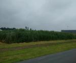 wetland1