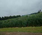 wetland2