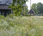 Bloemrijke wadi