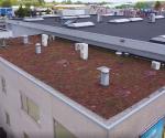 green roof