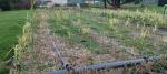 wetland treating sanitary wastewater