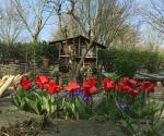Community Garden 