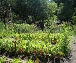 Community Garden Mariahof #2