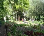 Community Garden Mariahof #3