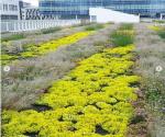 Green Roof Spoor Noord #1