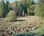 The wetland and its poor condition TURZYCOWE BŁOTO 