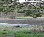 The pond changing into the swampy pond
