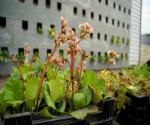 Save Wall Pilot De Groene Plasticfabriek Almere