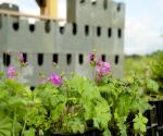 Save Lodge pilotmuur Terra Next Suikerterrein Groningen