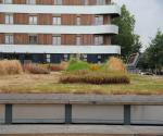 Opname groendak na hete zomer 2018 (aug) - credit by Antal zuurman