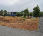 Opname groendak na hete zomer 2018 (aug) - credit by Antal zuurman
