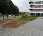 Opname groendak na hete zomer 2018 (aug) - credit by Antal zuurman