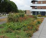 Opname groendak na hete zomer 2018 (aug) - credit by Antal zuurman