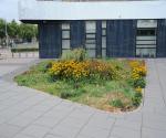 Opname groendak na hete zomer 2018 (aug) - credit by Antal zuurman