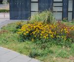 Opname groendak na hete zomer 2018 (aug) - credit by Antal zuurman