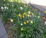 Field visit april 2018 - credit by Antal Zuurman