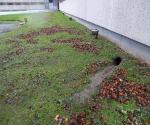Overland flow to pond