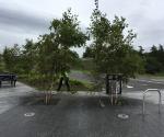 Tree pits
