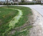 Roadside swale