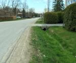Roadside swale