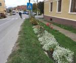 Roadside swale / raingarden
