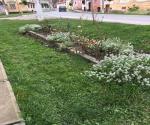 Roadside swale / raingarden