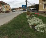 Roadside swale / raingarden