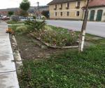 Roadside swale / raingarden