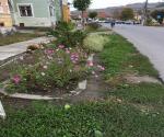 Roadside swale / raingarden