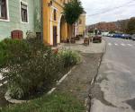 Raingarden