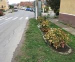Raingarden