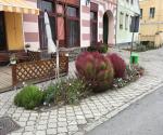 Raingarden