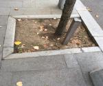 Tree pits