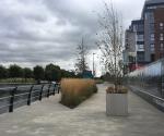 Raingarden and treepit