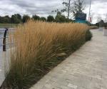 Raingarden