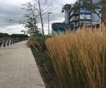 Raingarden