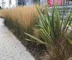 Raingarden