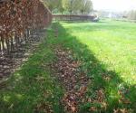 Swale site 2