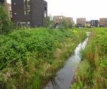 Linear Pond