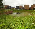 Pond