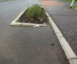 Raingarden