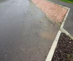 Raingarden
